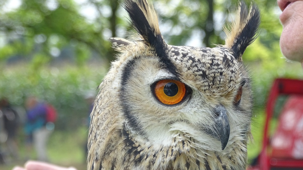 bird of prey owl eurasian eagle owl free photo