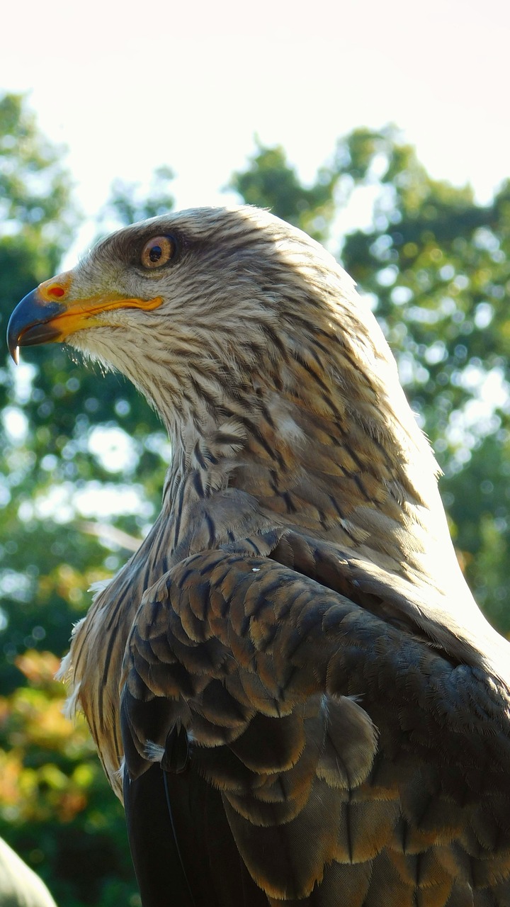 bird of prey bird predator free photo