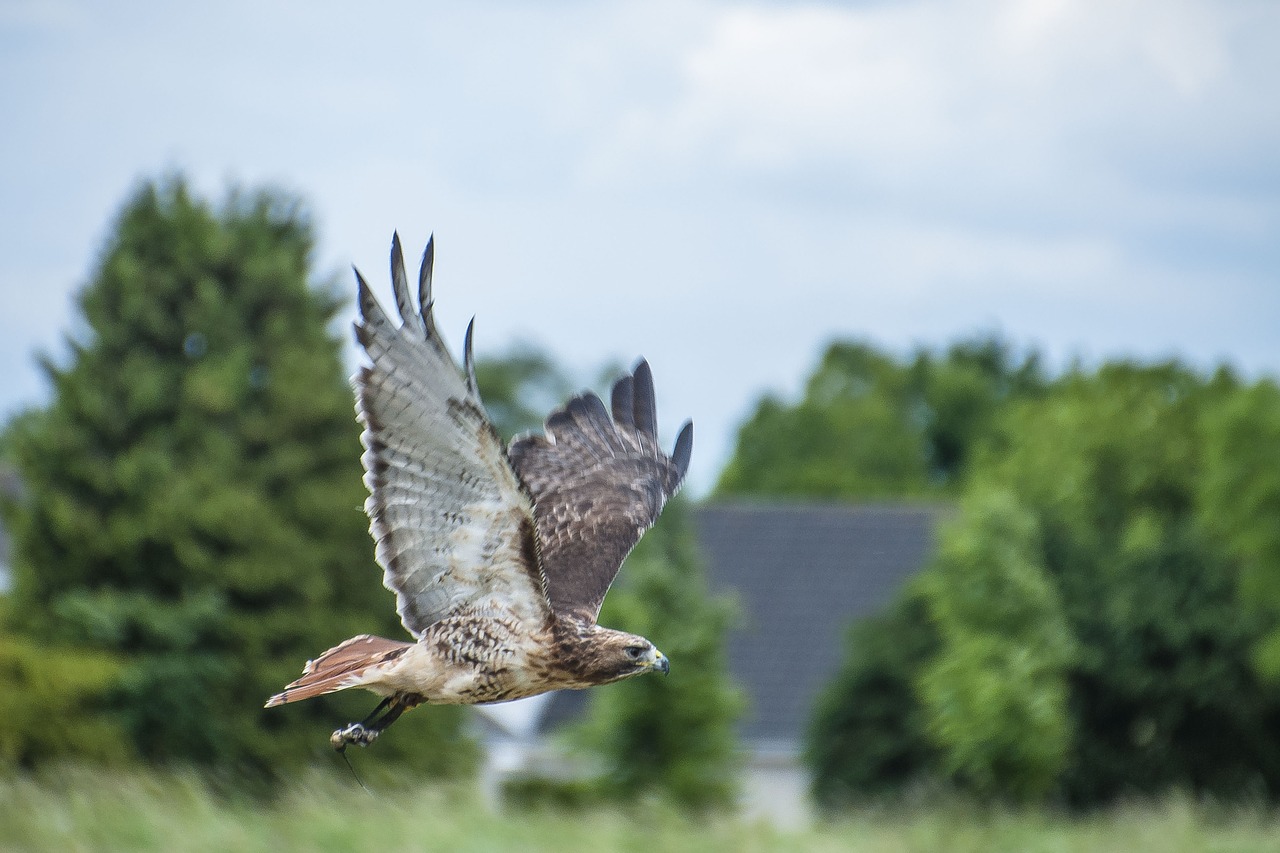 bird of prey bird nature free photo