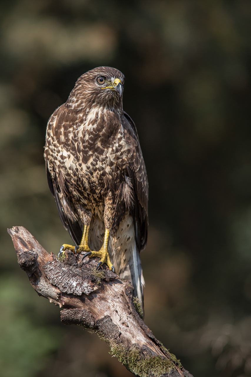 bird of prey bird sparrowhawk free photo