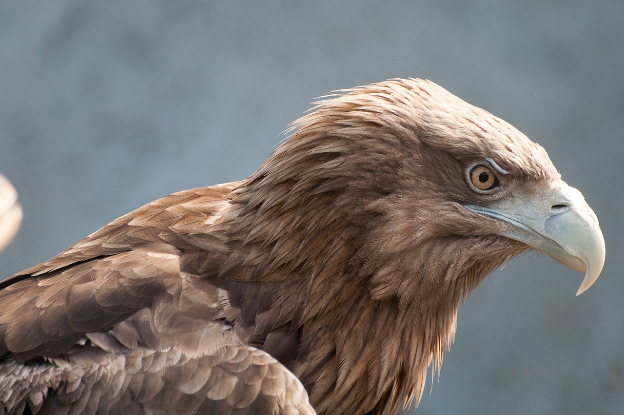 bird of prey eagle bird free photo