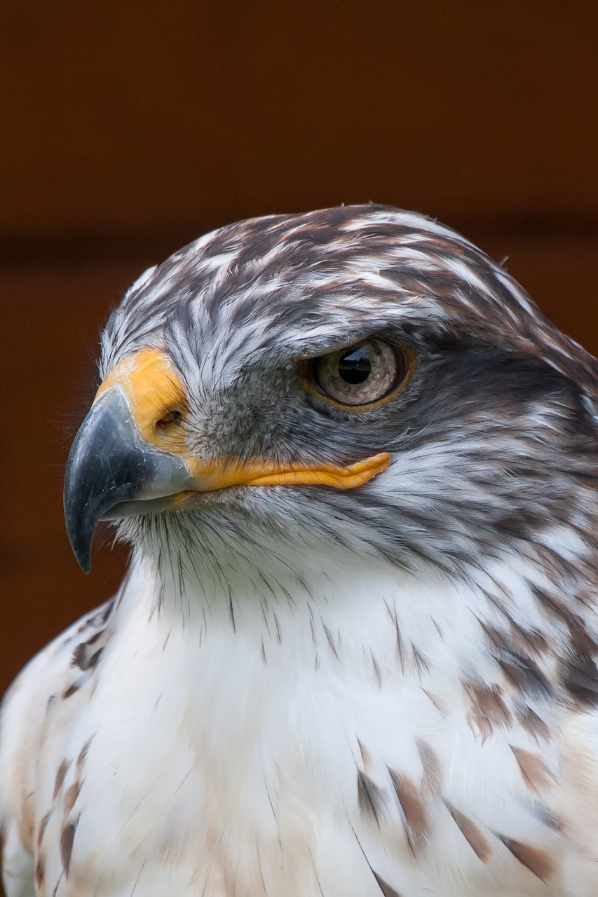 bird of prey animal world falcon free photo