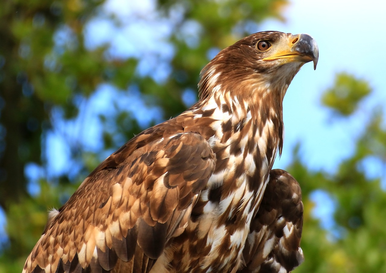 bird of prey adler bird free photo