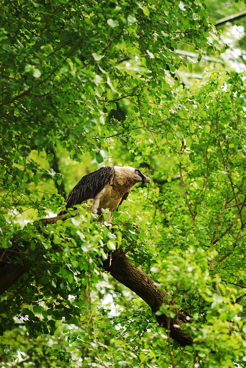 bird of prey  bird  tree free photo