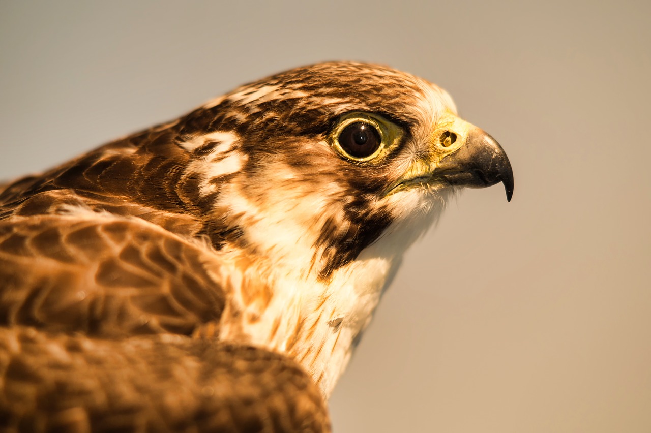 bird of prey  bill  nature free photo