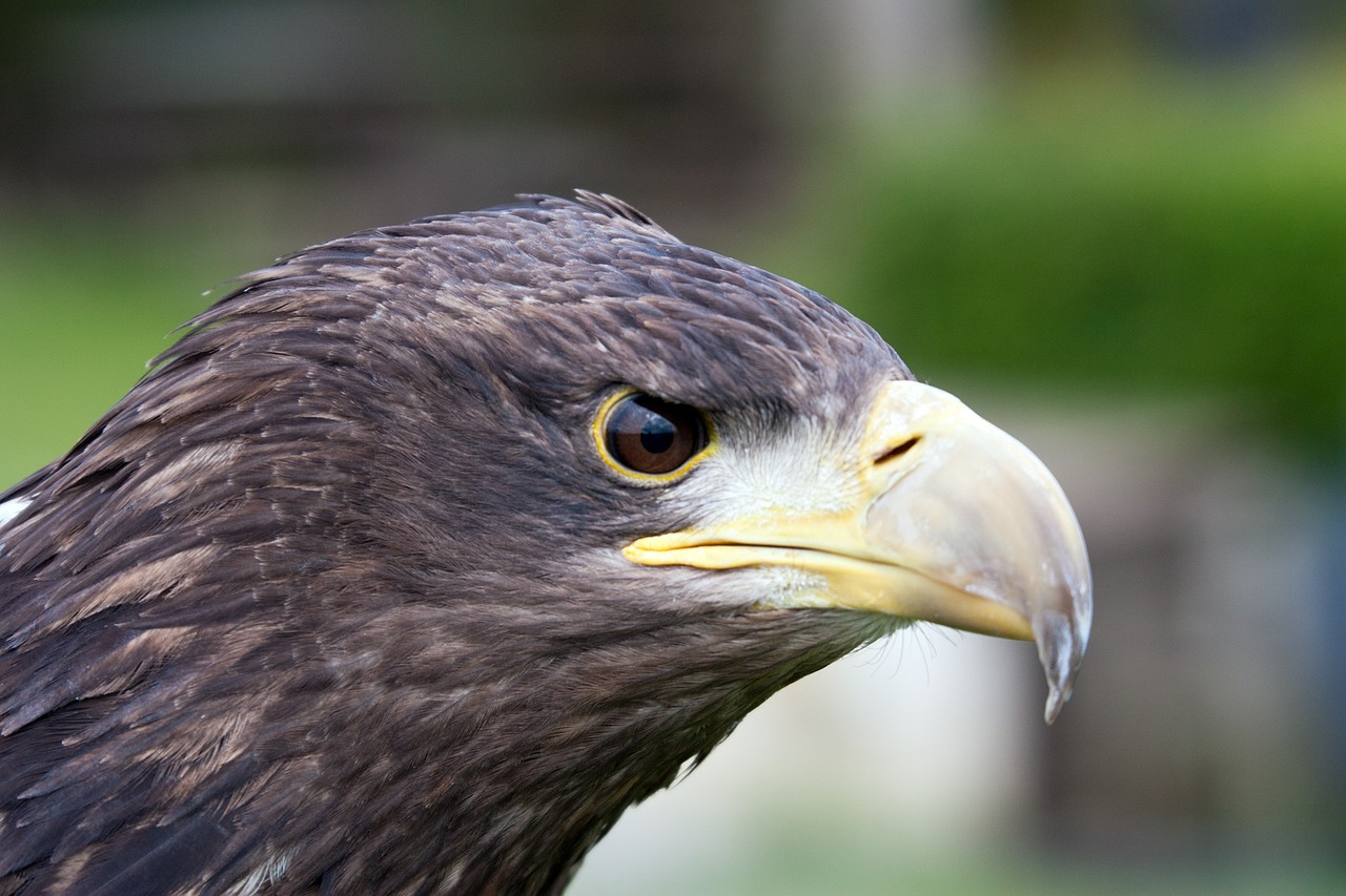 bird of prey predator wildlife free photo