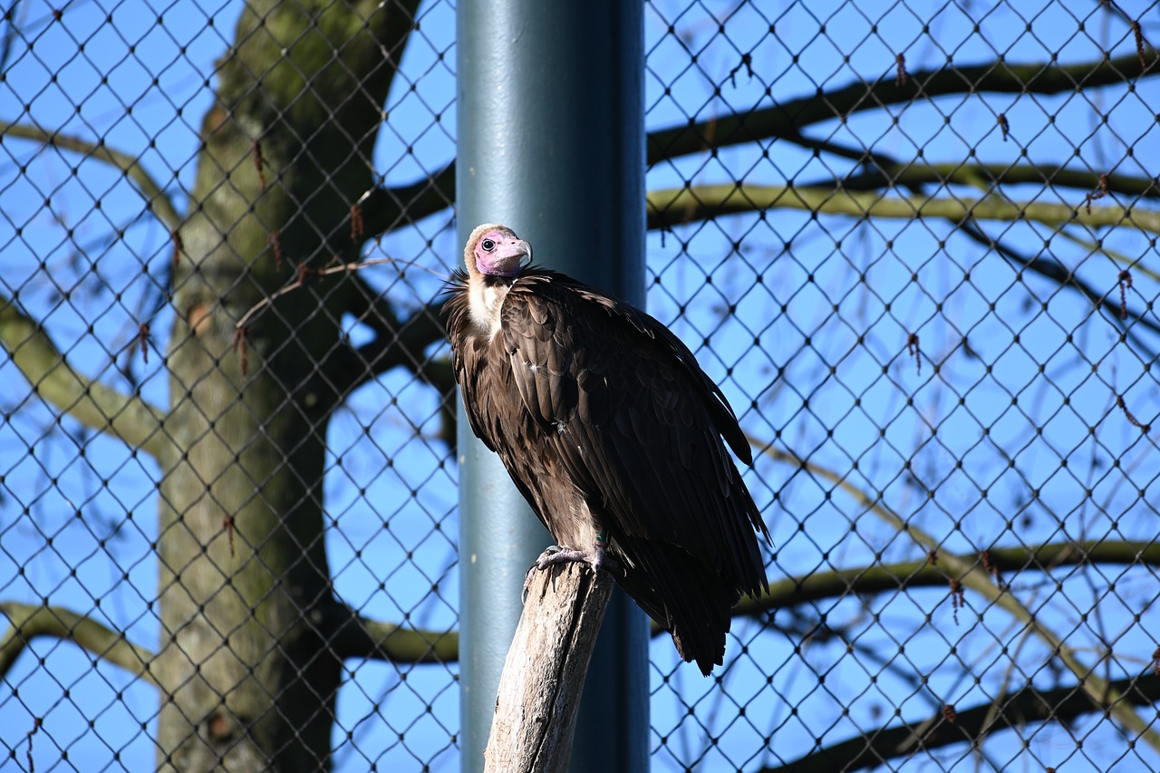 bird of prey  zoo  bird free photo