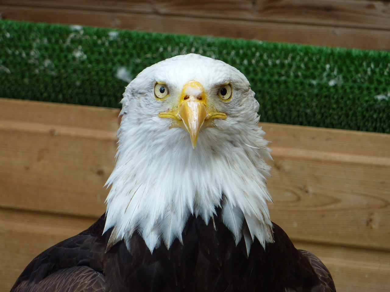 bird of prey eagle bird free photo