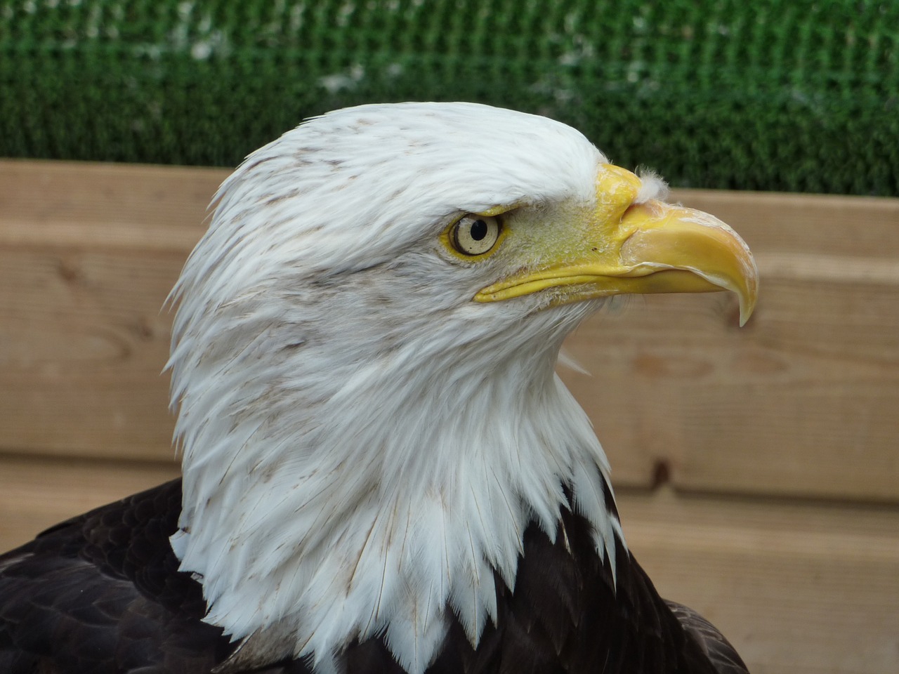 bird of prey eagle bird free photo