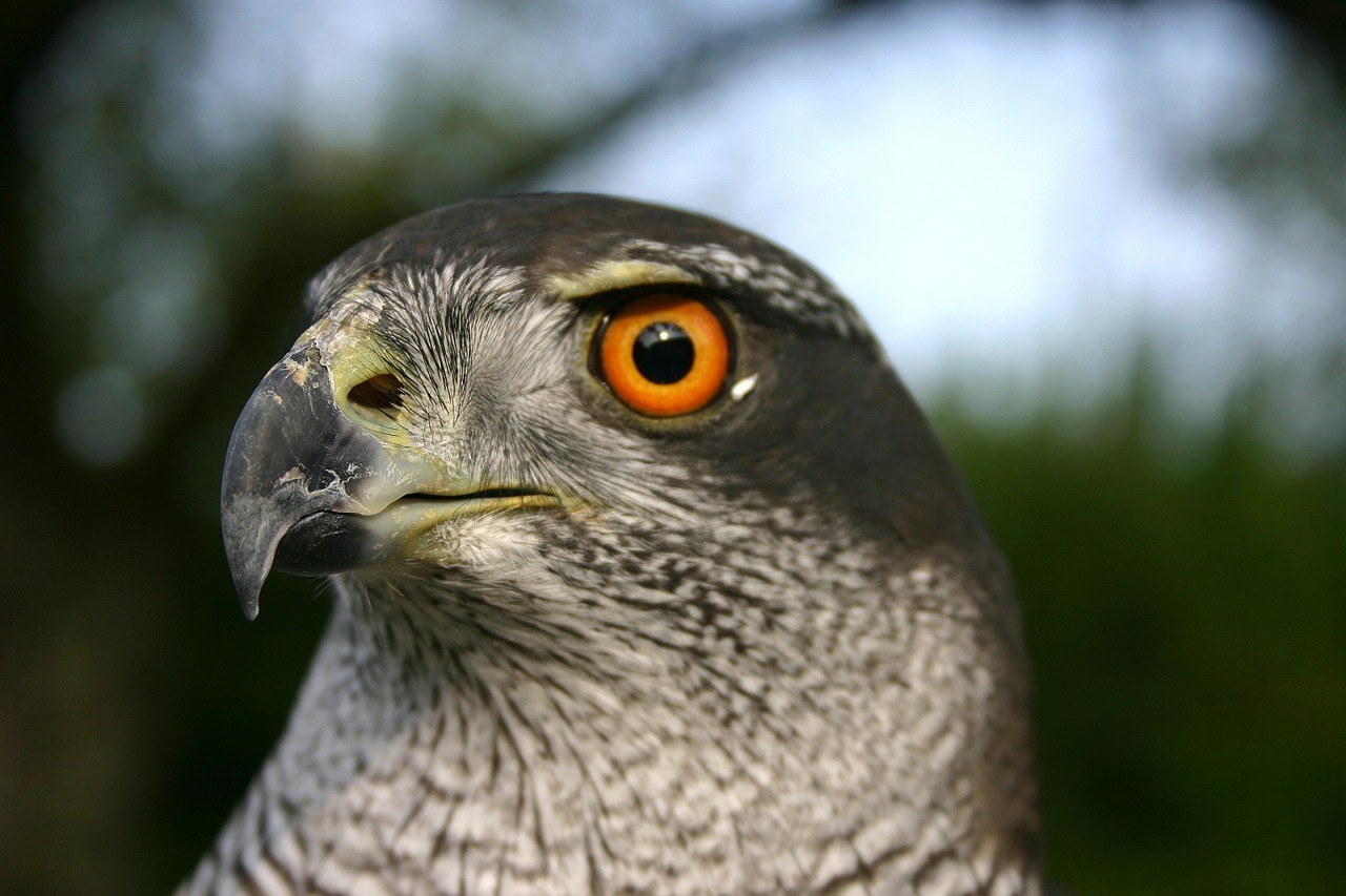 bird of prey bird raptor free photo