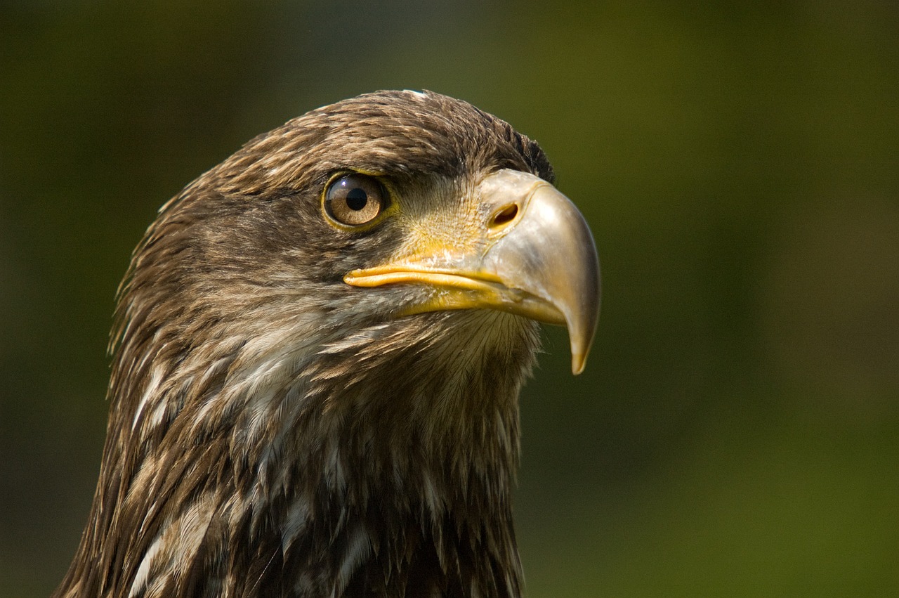 bird of prey bird sharp free photo