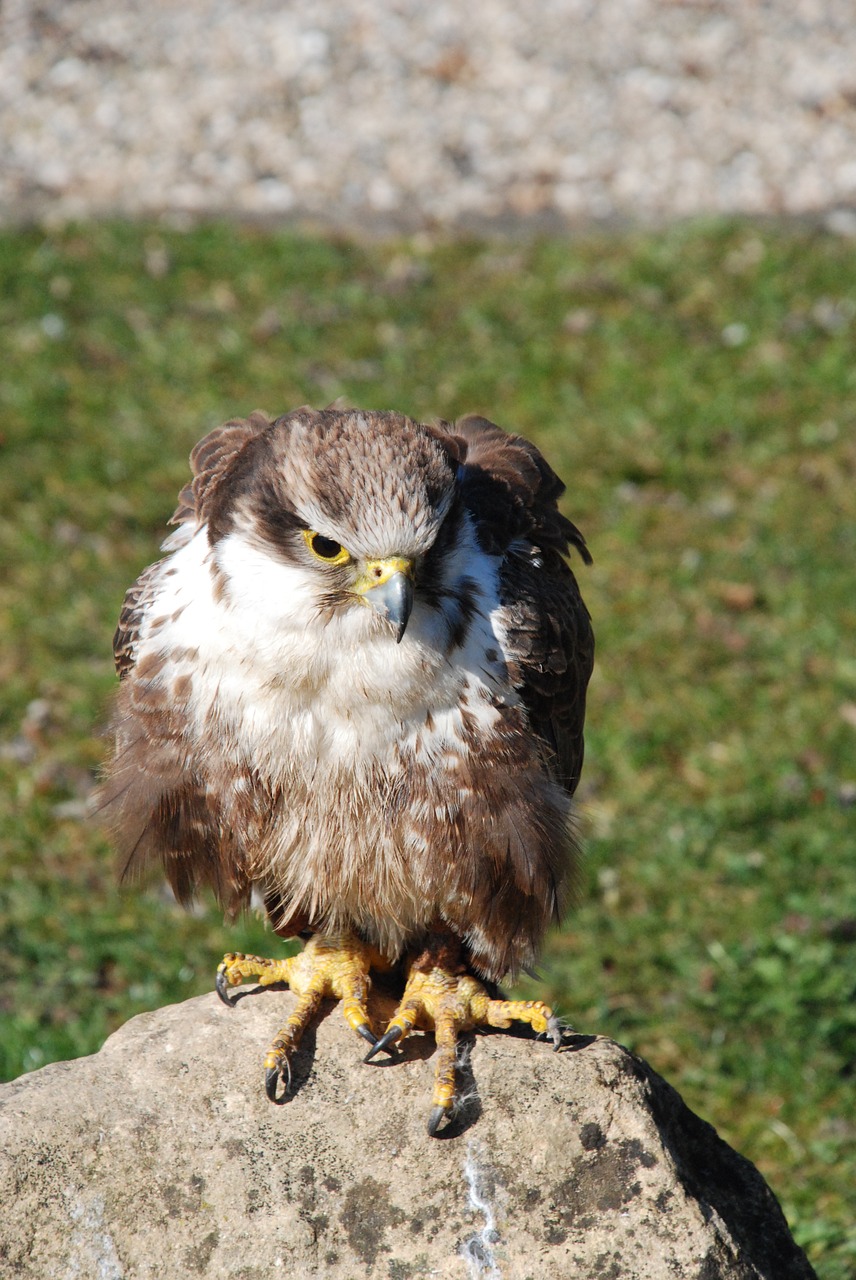 bird of prey raptor bird free photo