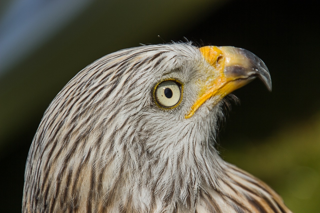 bird of prey eye bird free photo