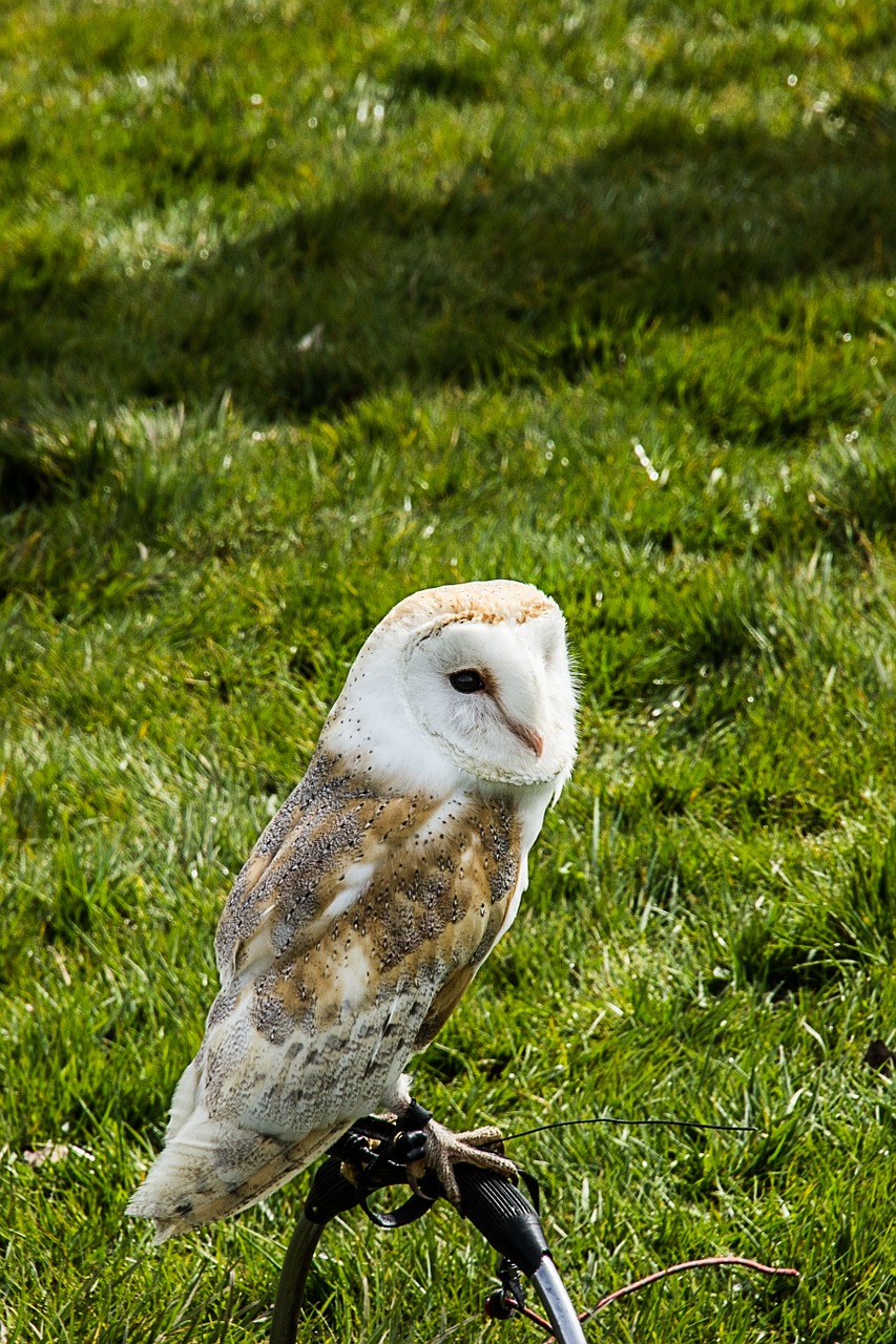 bird of prey screech owl bird free photo