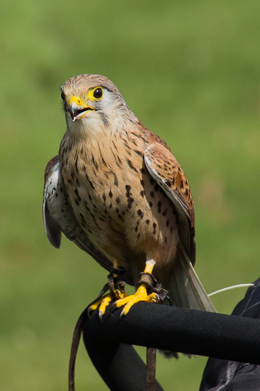 bird of prey birds predator free photo