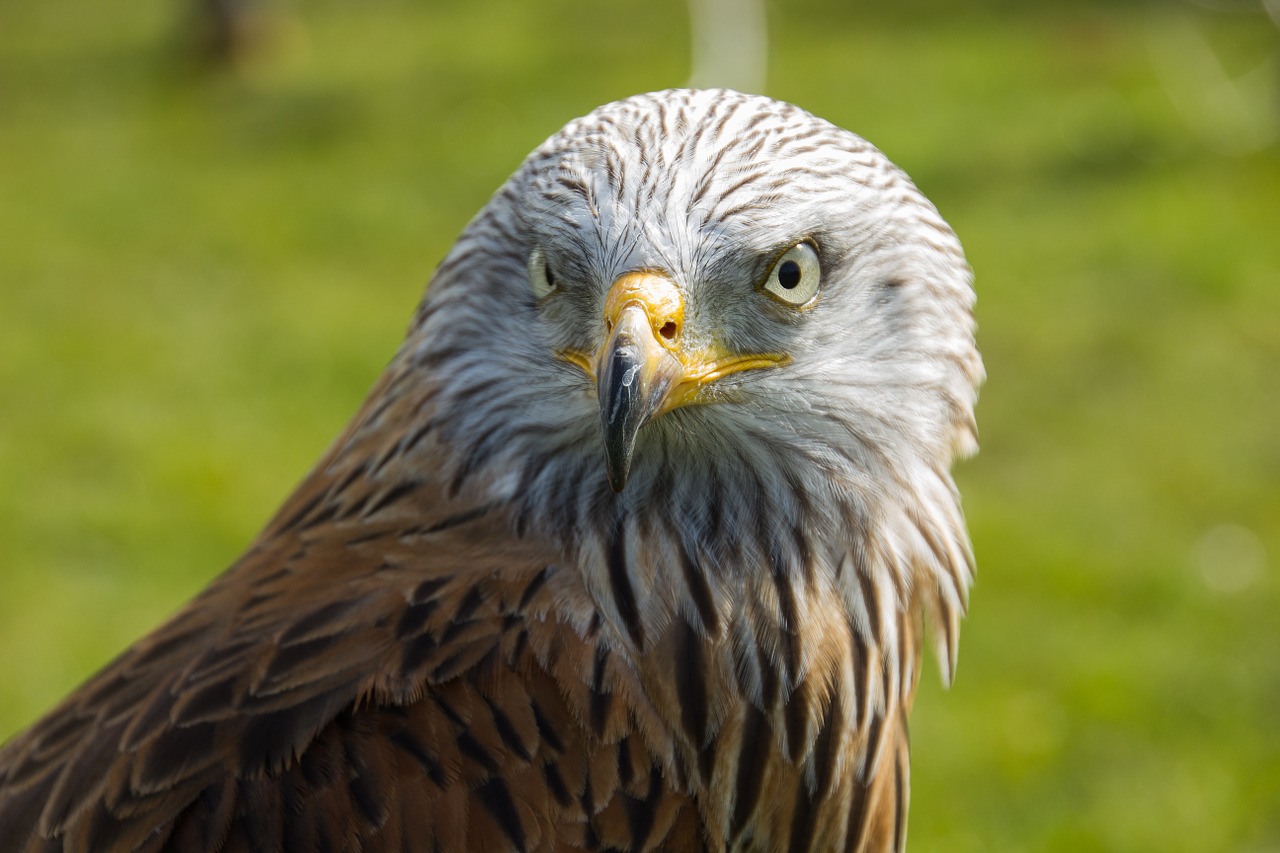 bird of prey bird predator free photo