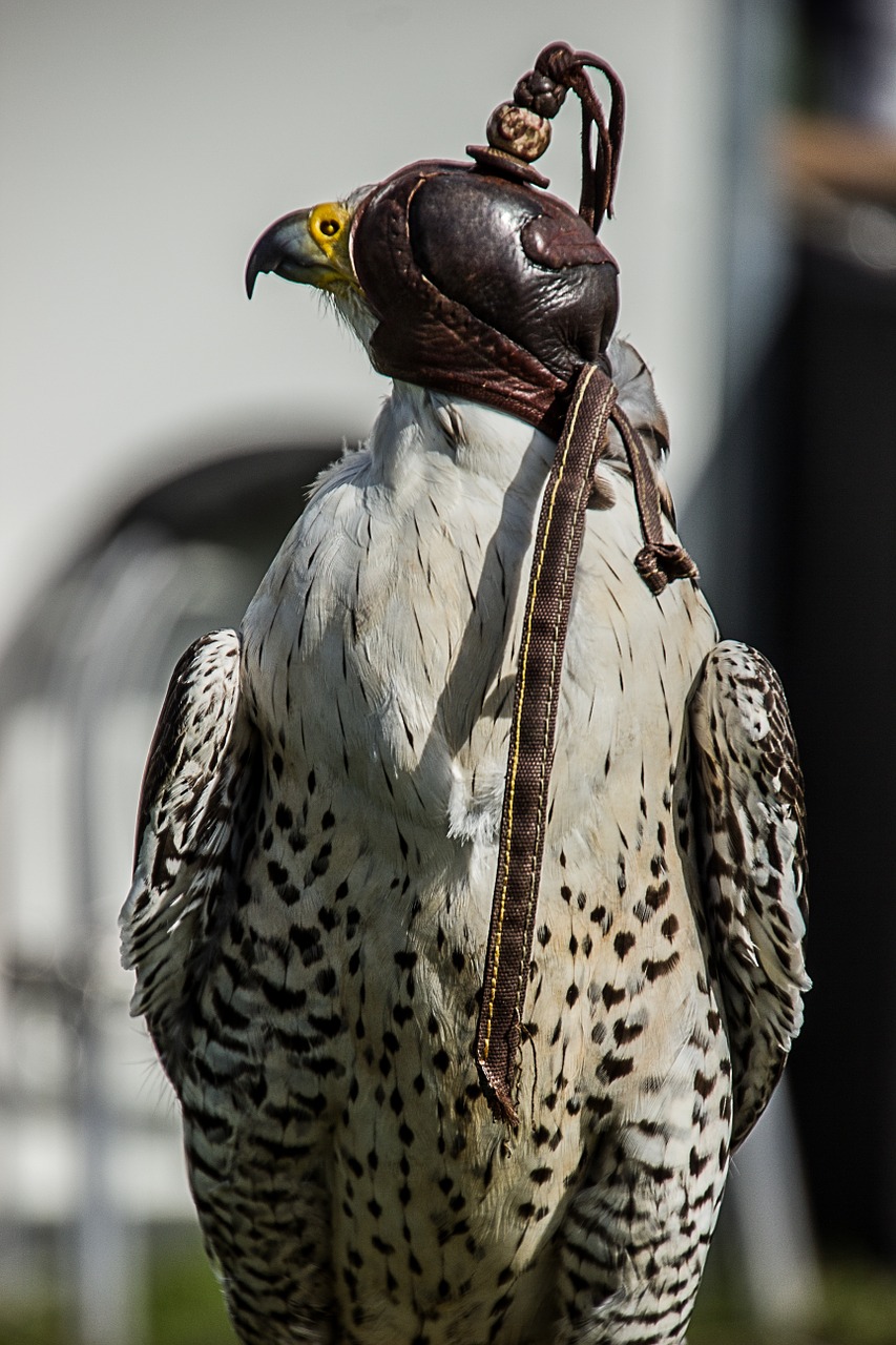 bird of prey bird predator free photo