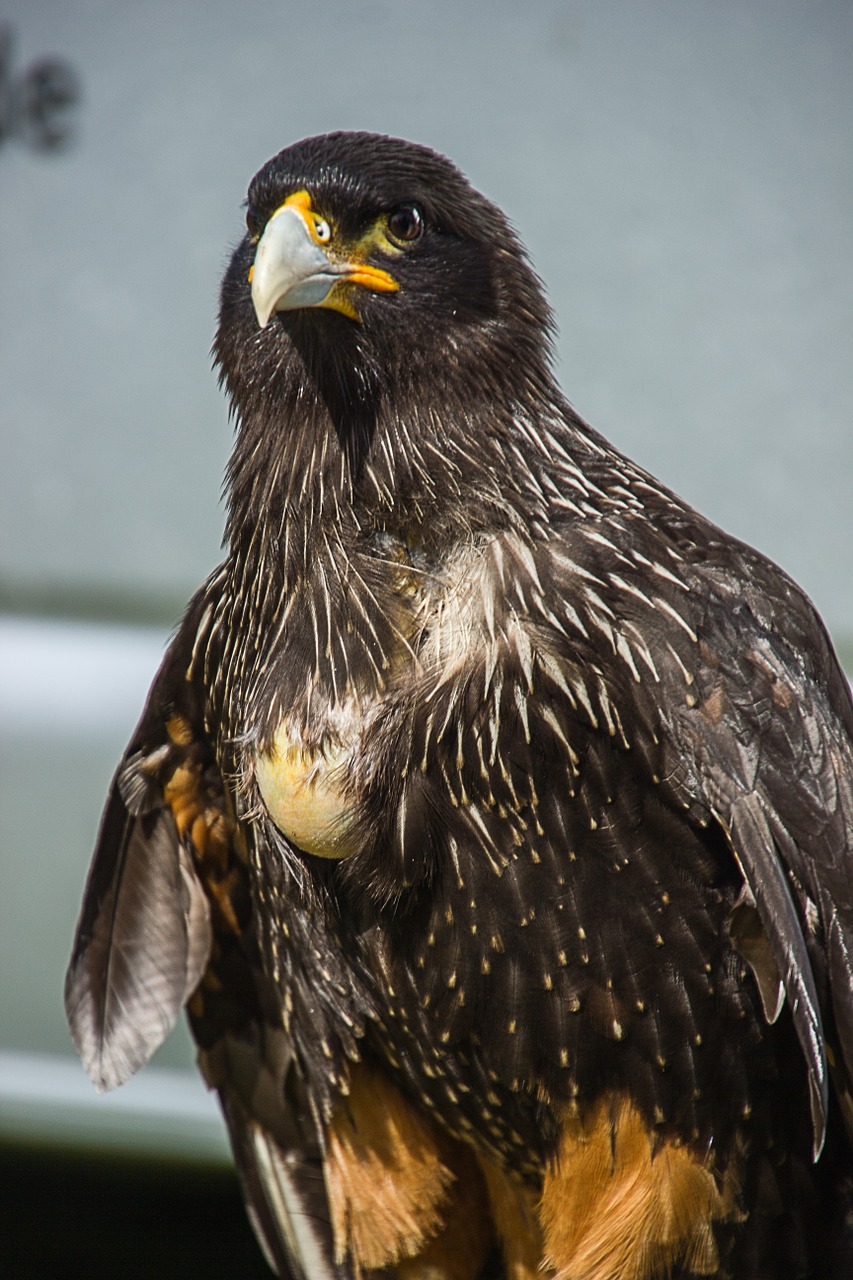 bird of prey bird predator free photo