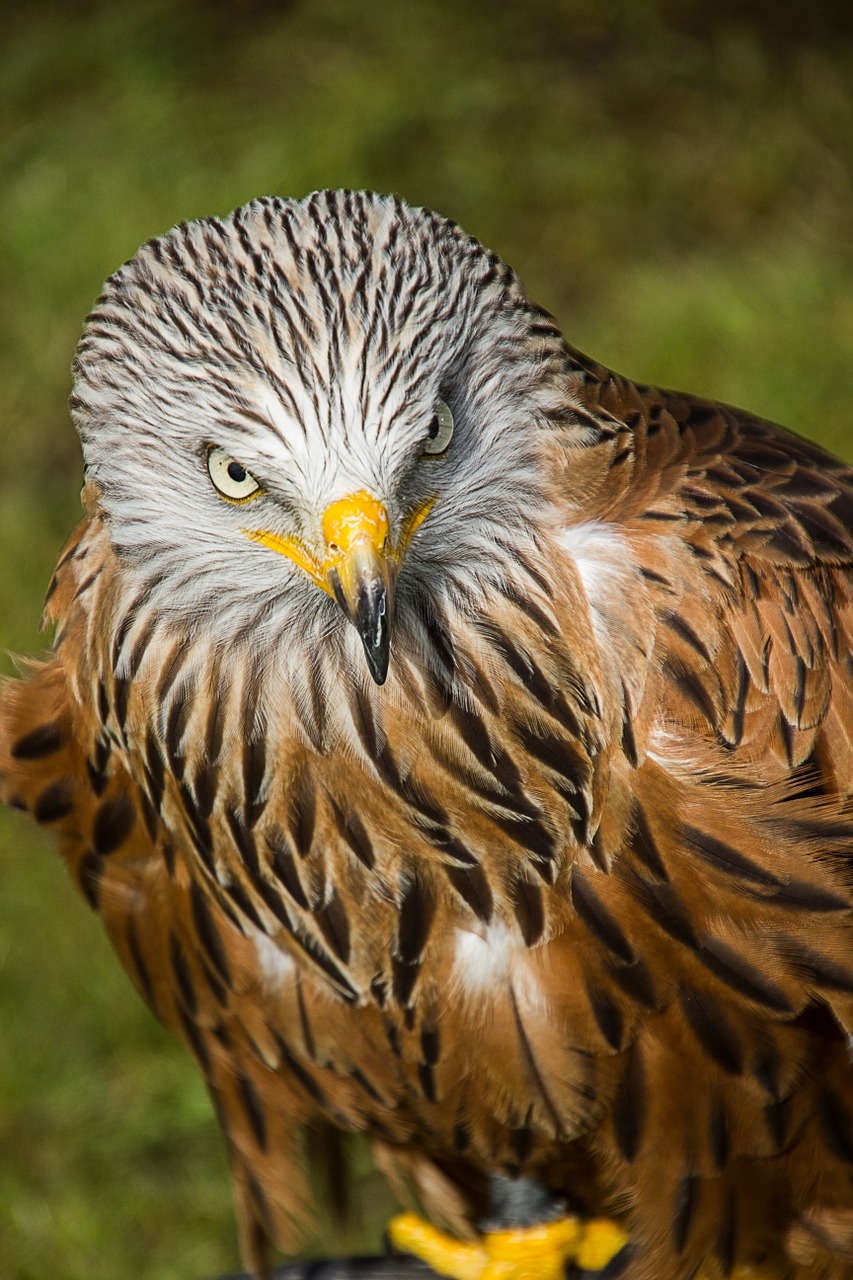 bird of prey bird predator free photo