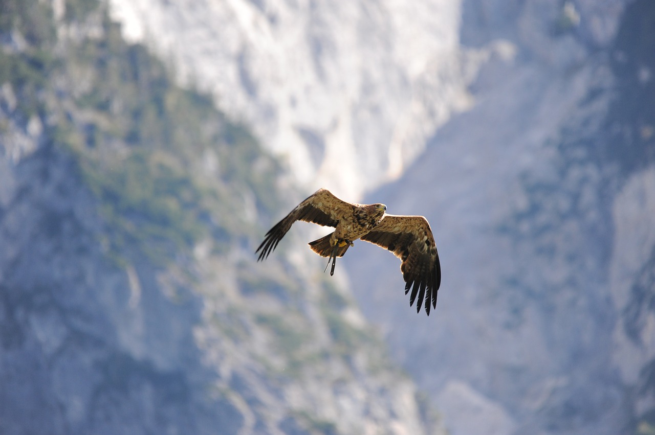 bird of prey animal raptor free photo