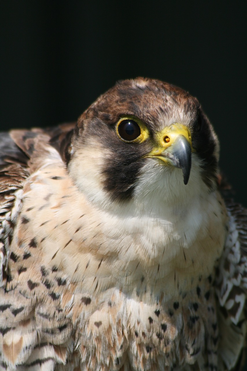 bird of prey bird prey beak free photo