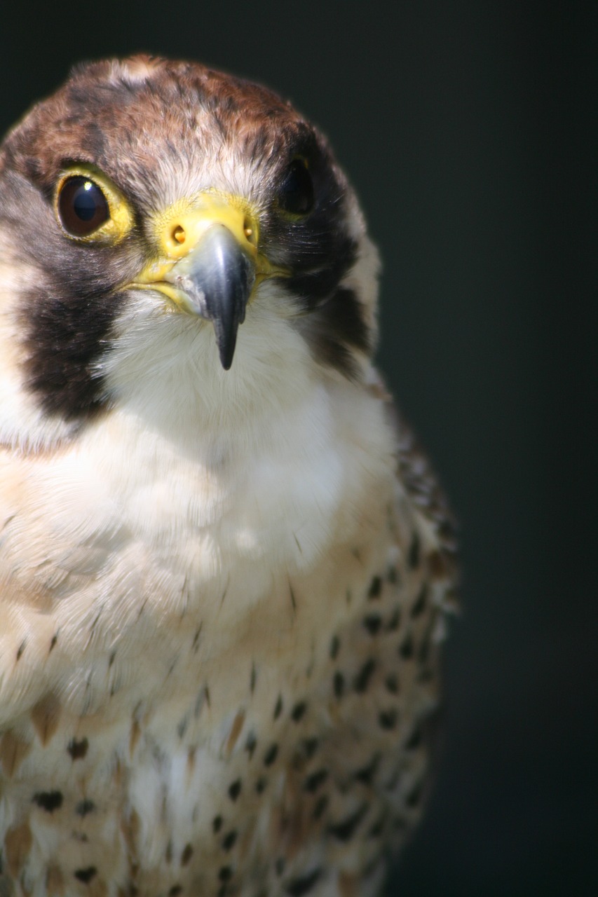 bird of prey bird prey beak free photo