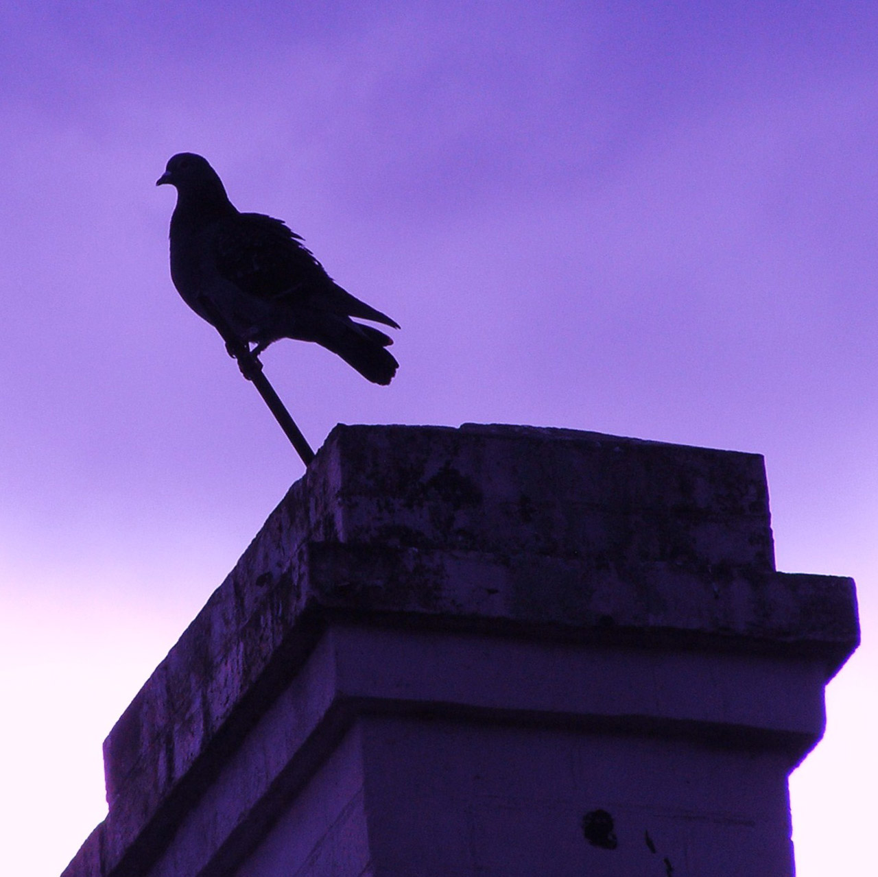 bird pigeon chimney free photo