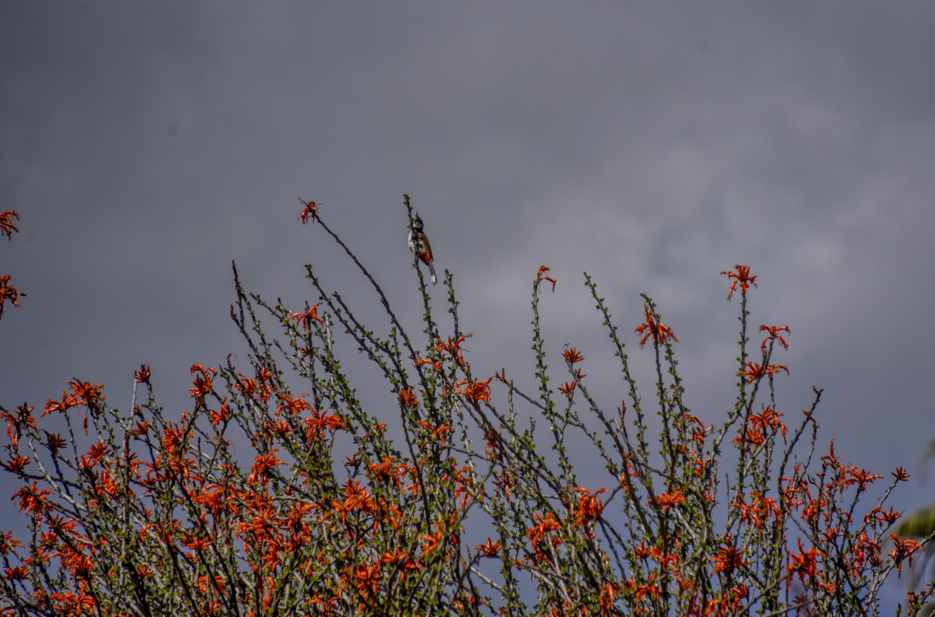 bird flower plant free photo