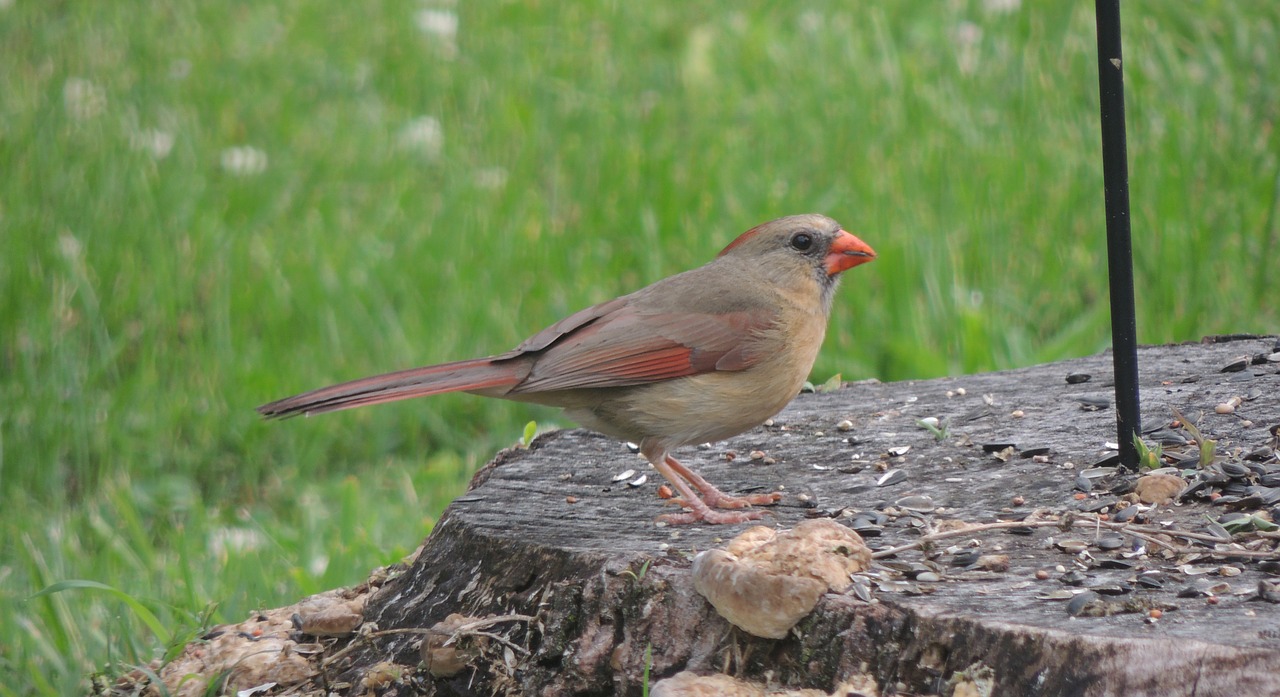 bird on a stump finch bird free photo