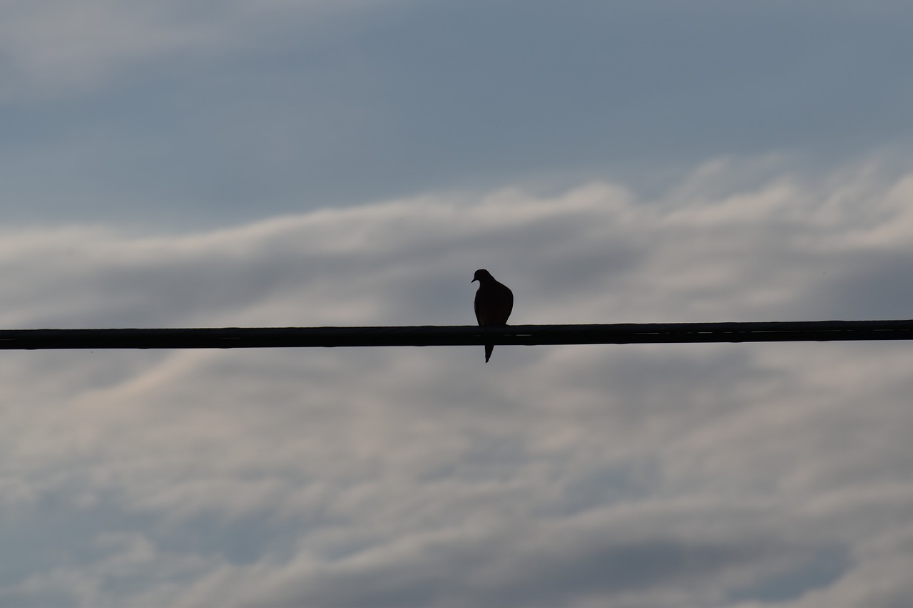 bird on a wire silhouette mourning dove free photo