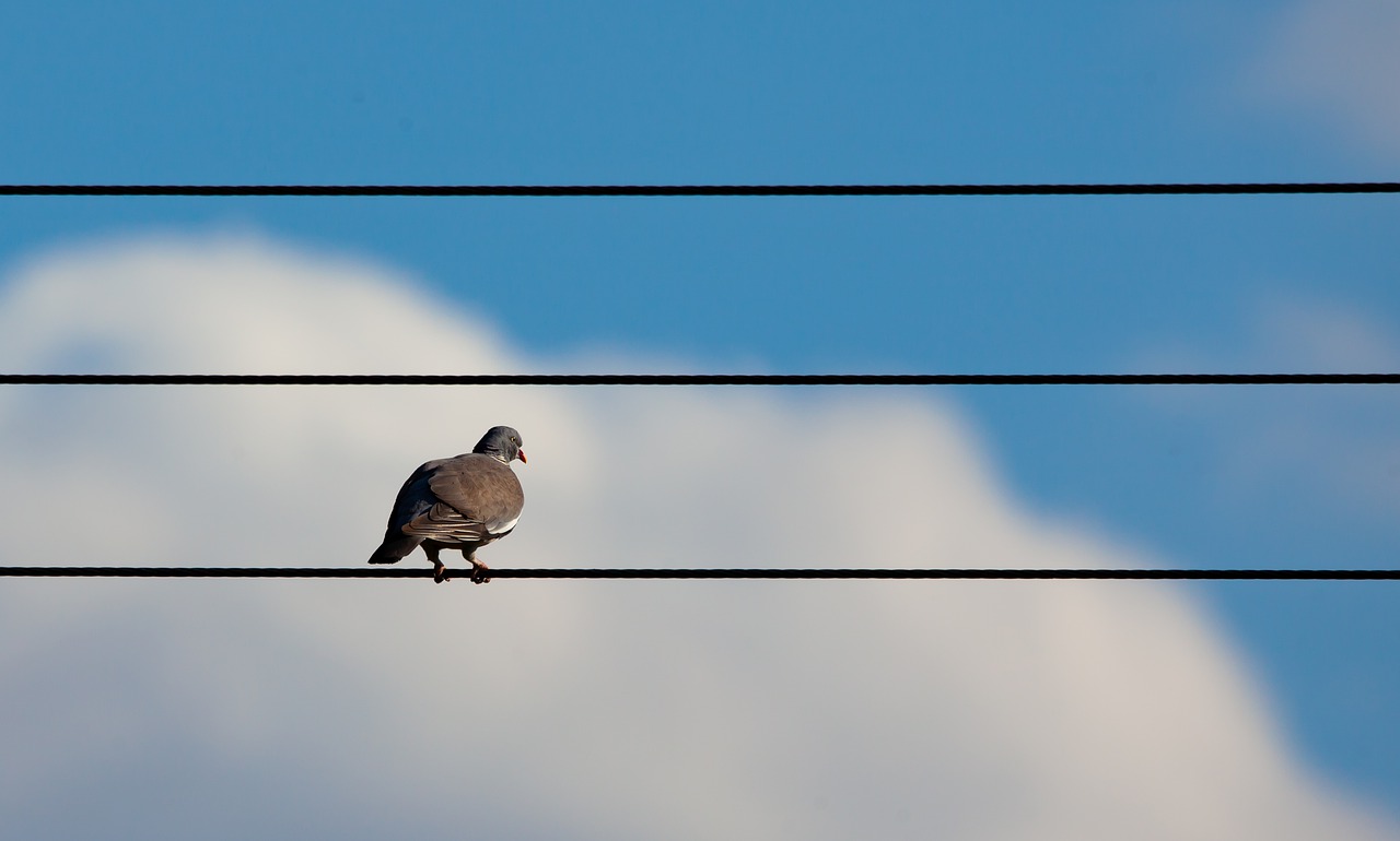 bird on a wire  bird on power line  wood pigeon on wire free photo