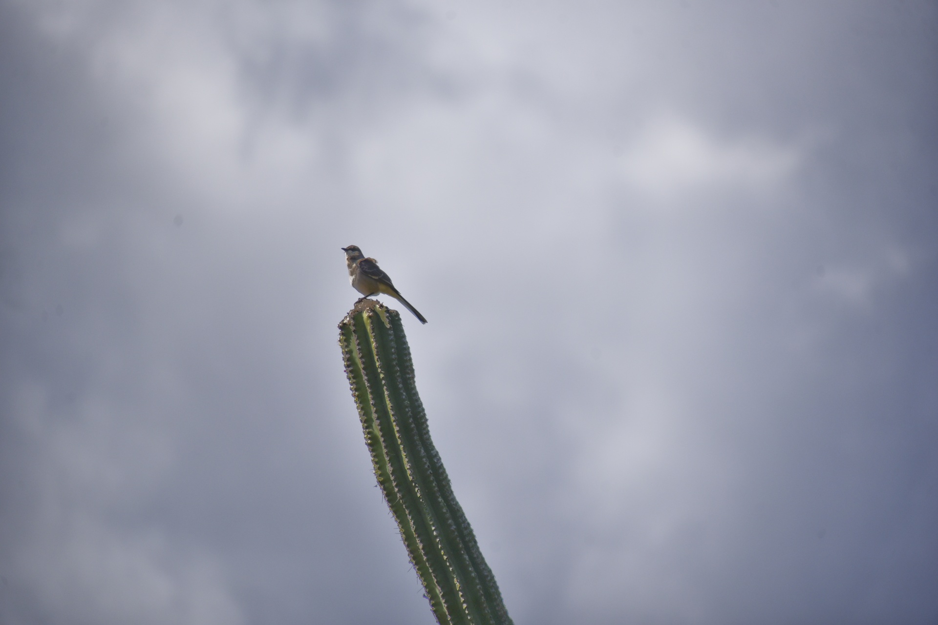 saguaro cactus branch bird free photo