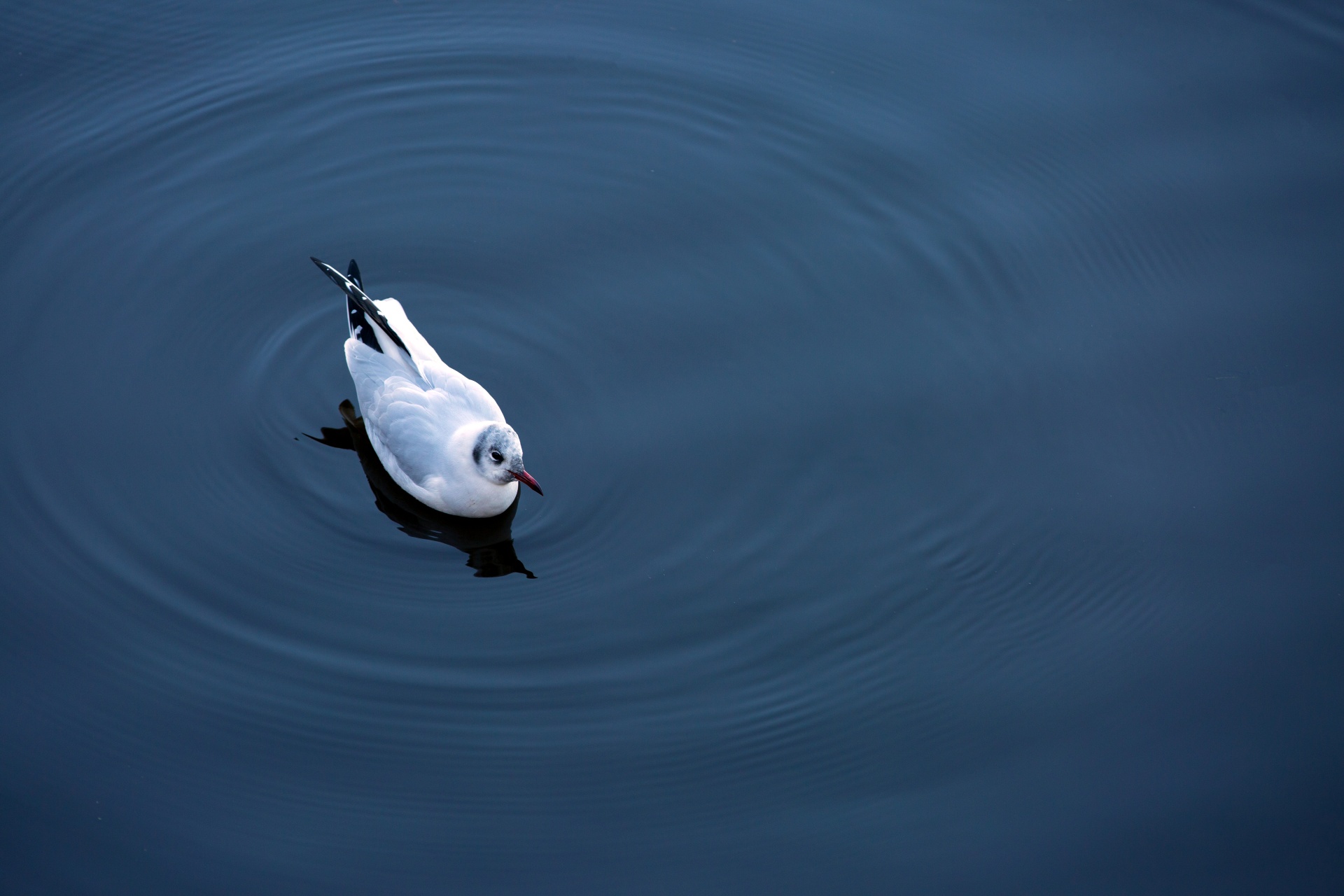 bird animal seagull free photo