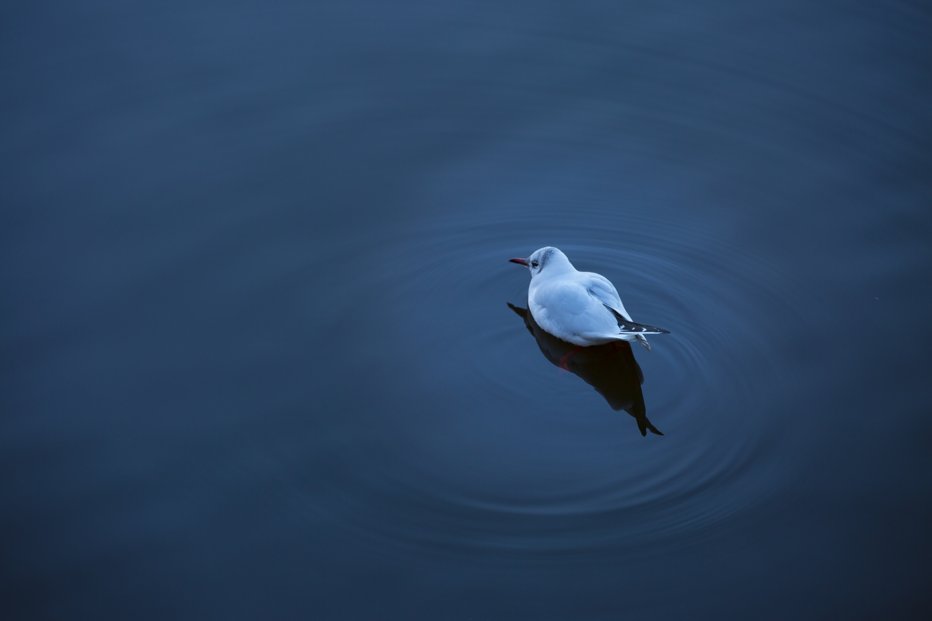 bird animal seagull free photo