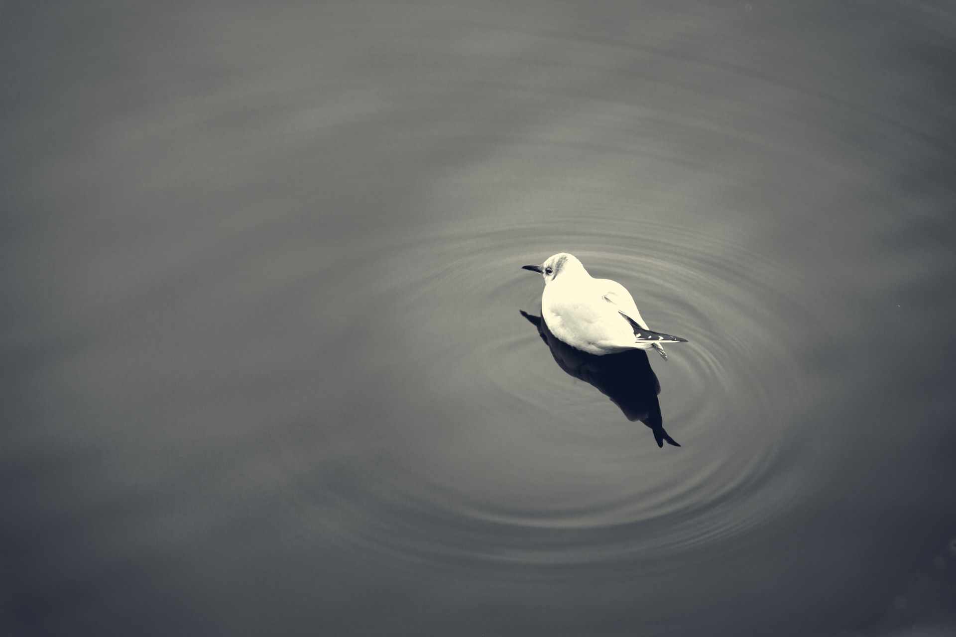 bird animal seagull free photo