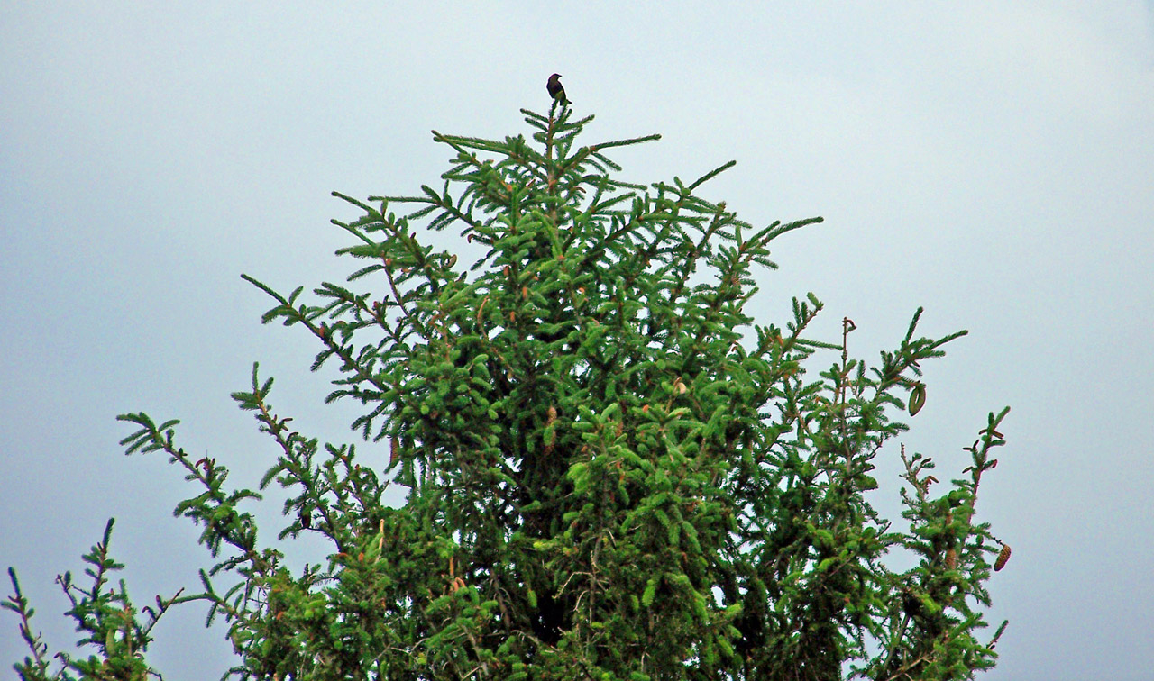 evergreen tree bird free photo