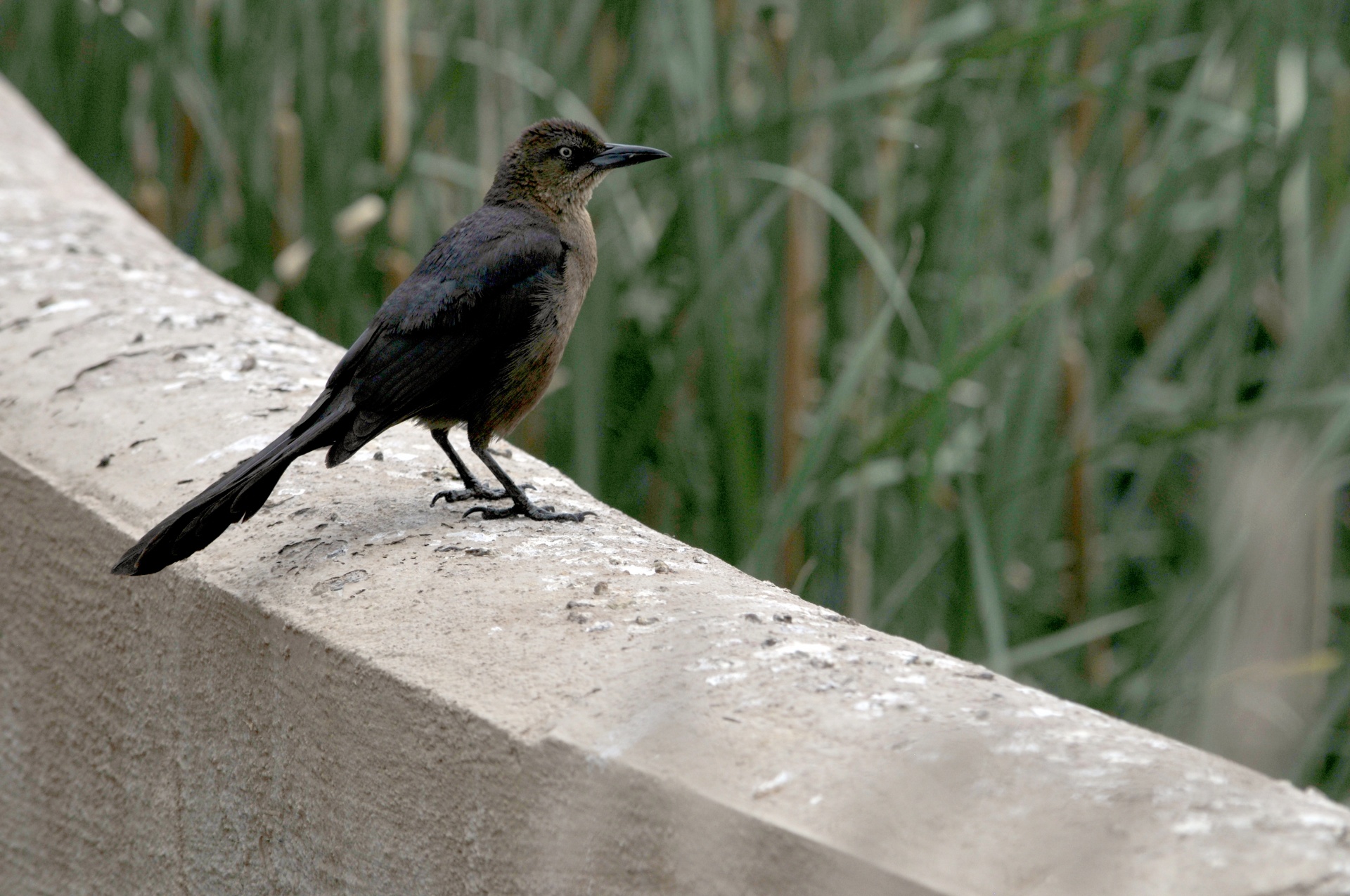 bird birds sitting free photo