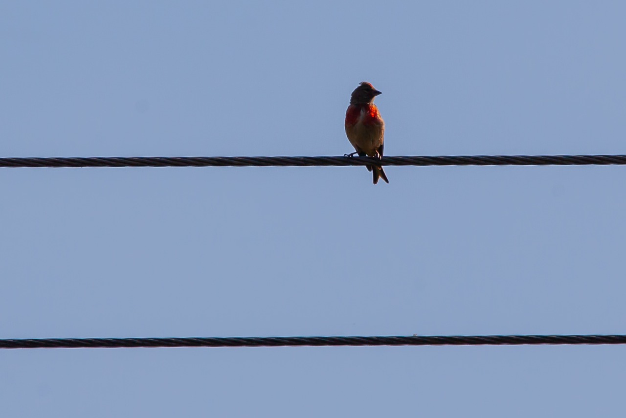 bird on wire  bird  avian free photo