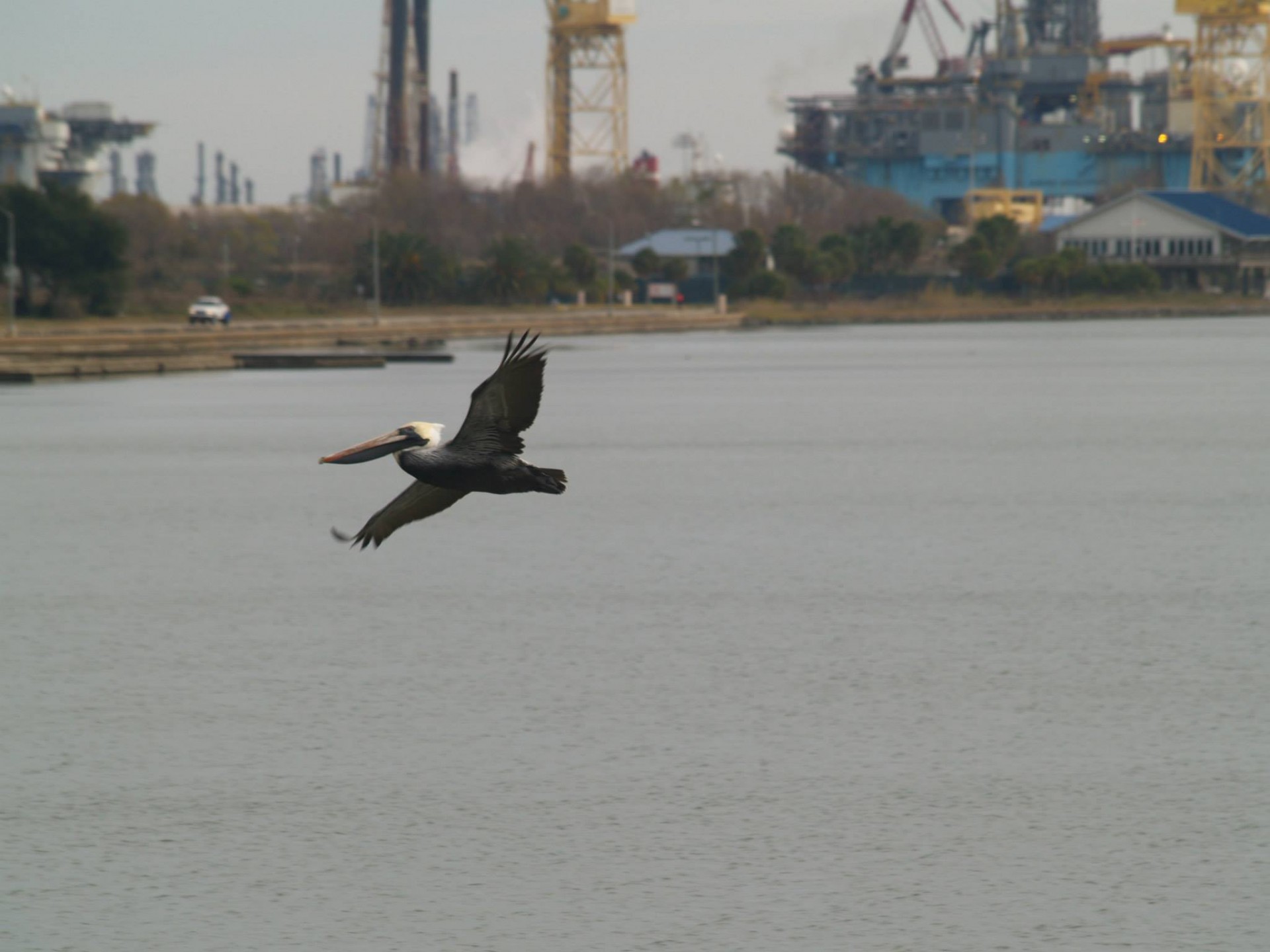 bird flight pelican free photo