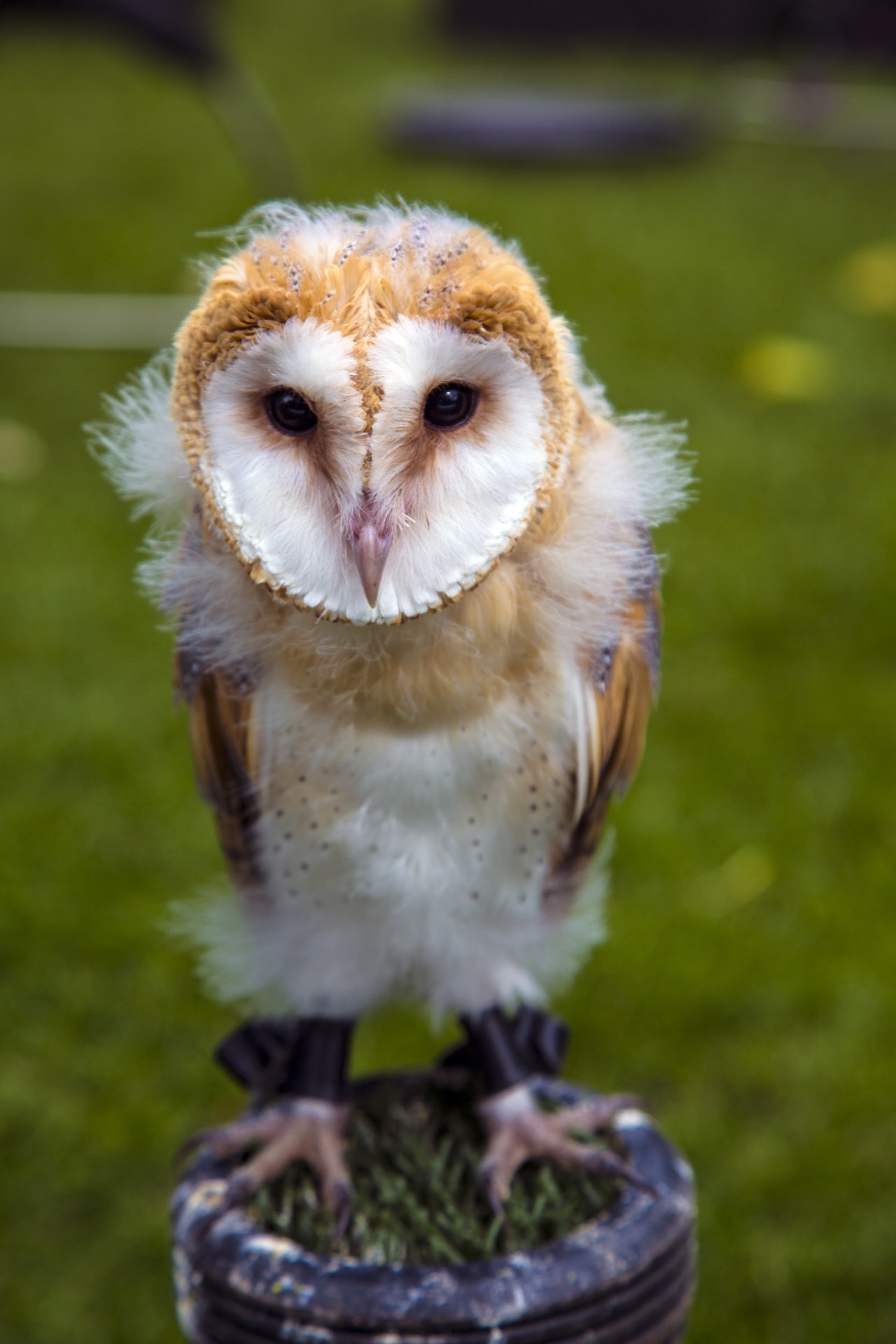 owl animal bird free photo