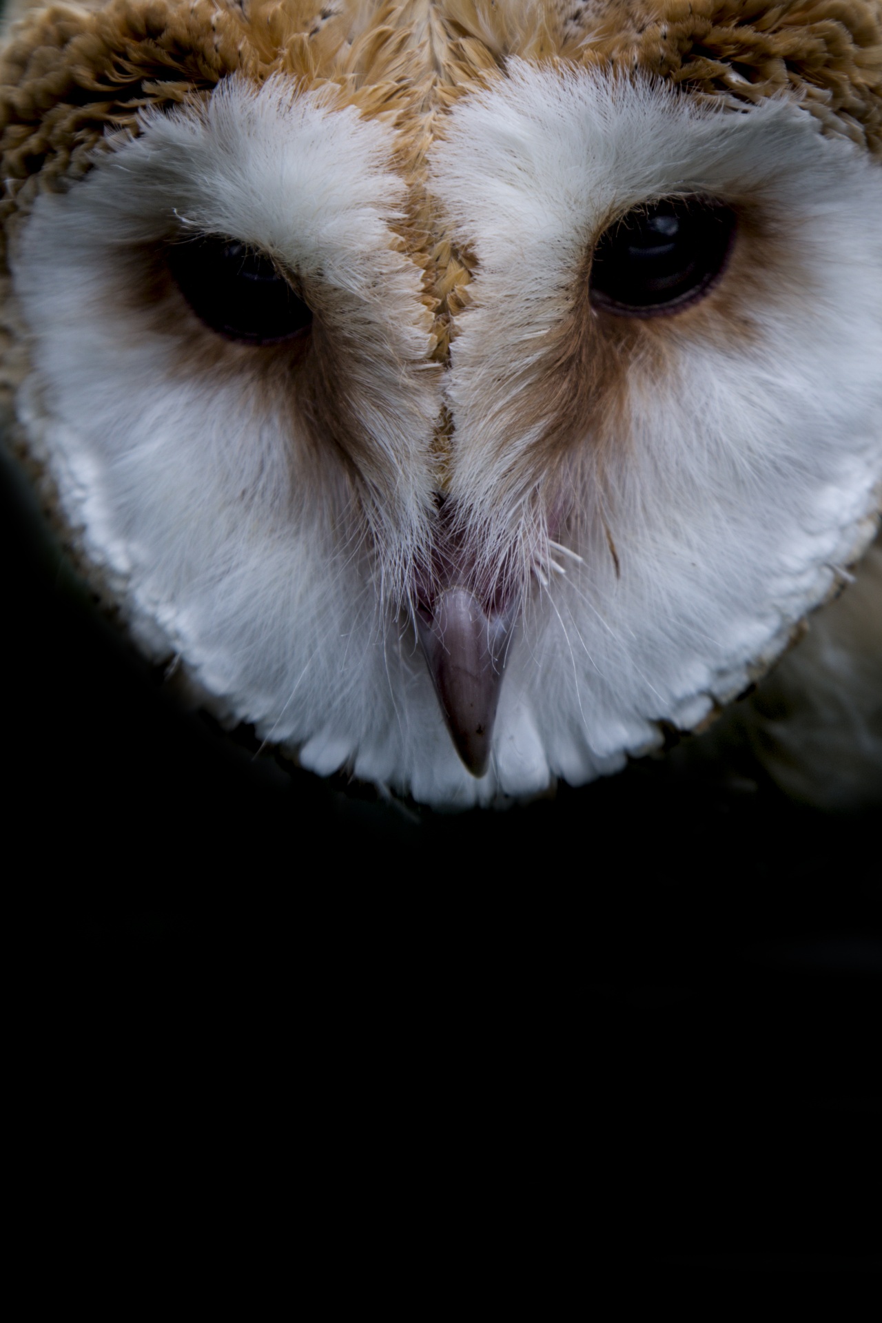 owl animal bird free photo