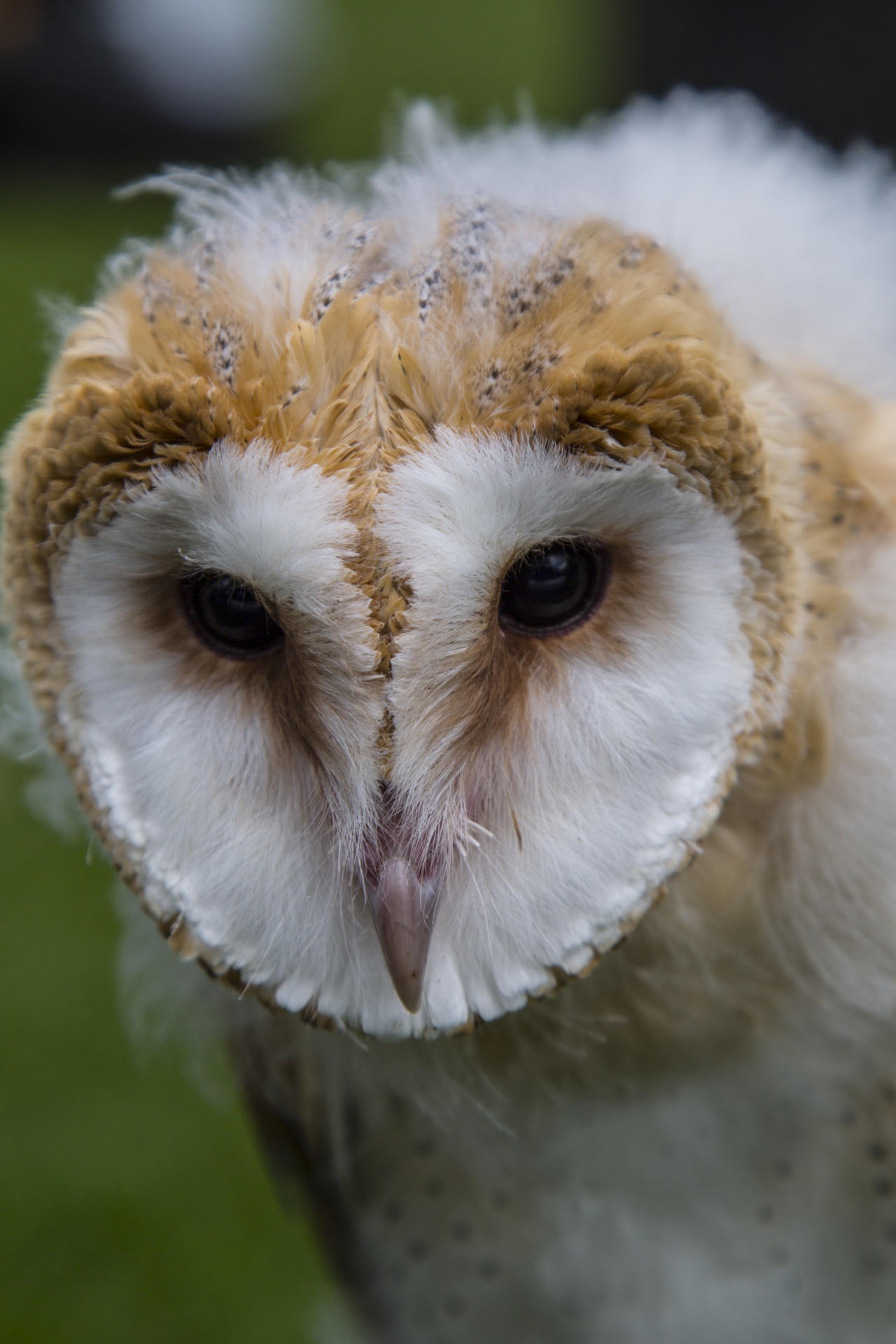 owl animal bird free photo