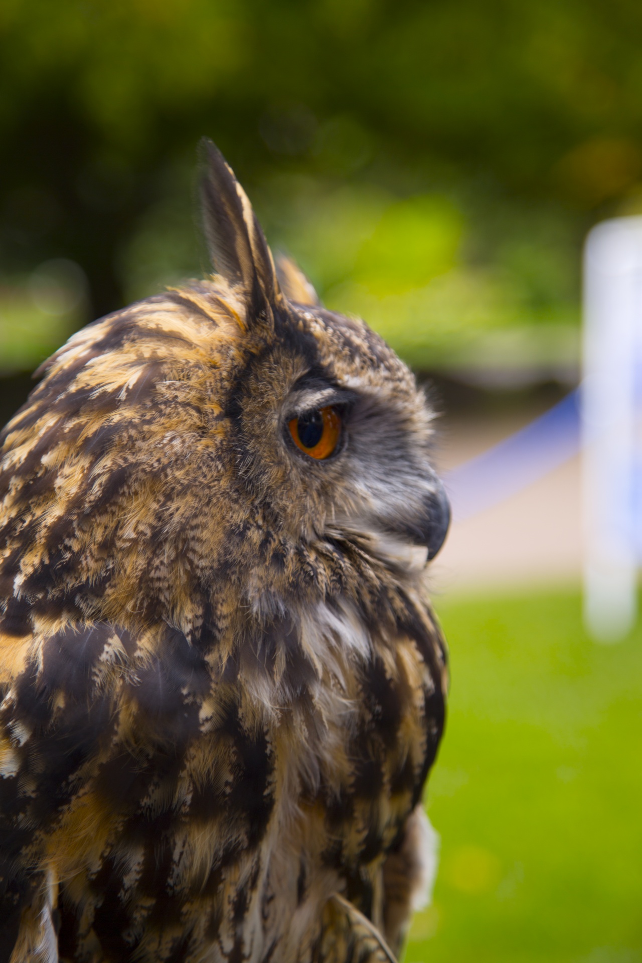 owl animal animal body part free photo