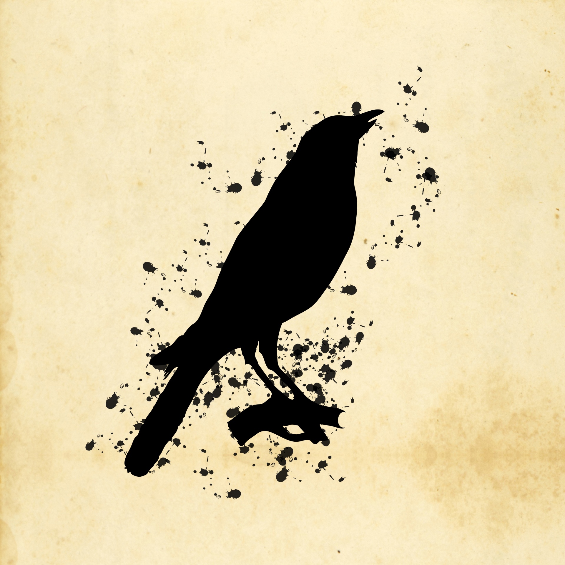 bird crow raven free photo