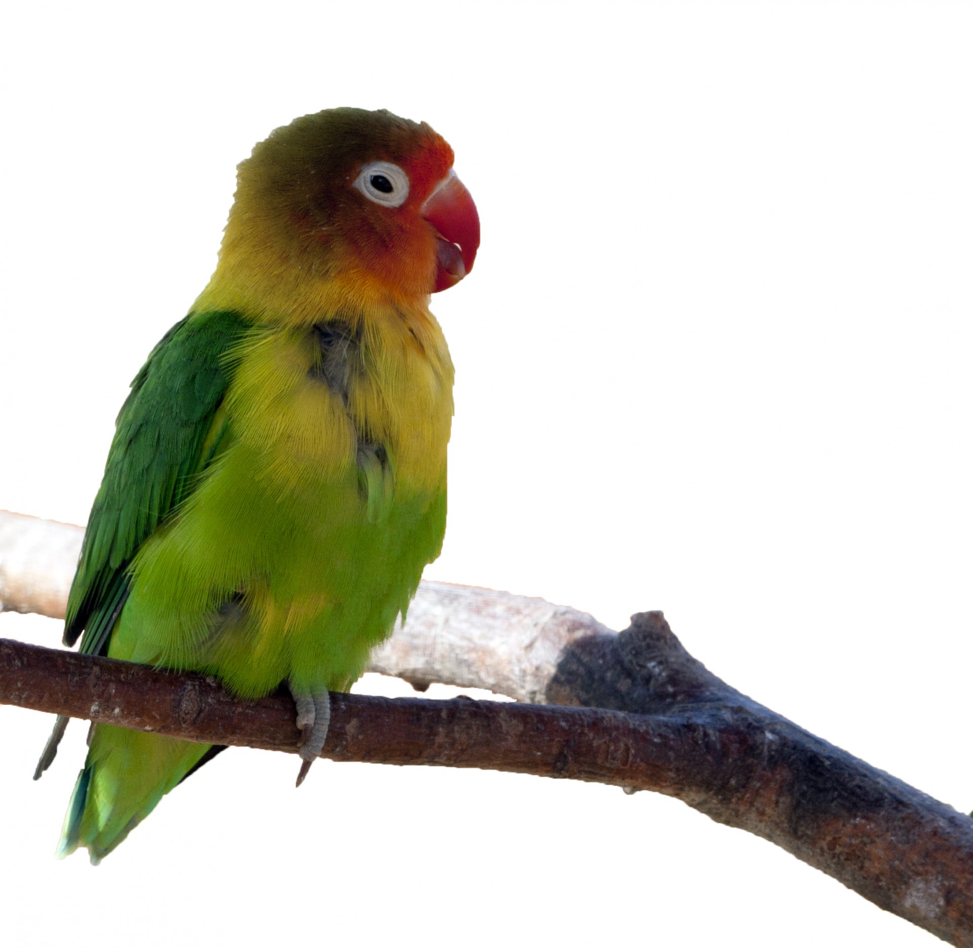 bird parakeet animal free photo
