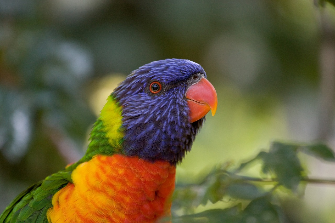 bird park colorful birds free photo