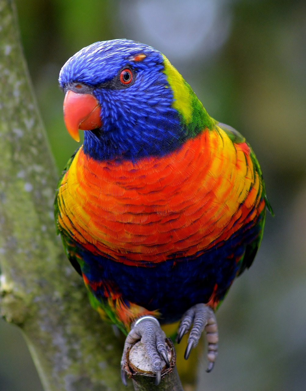 bird park marlow  nature  parakeet free photo