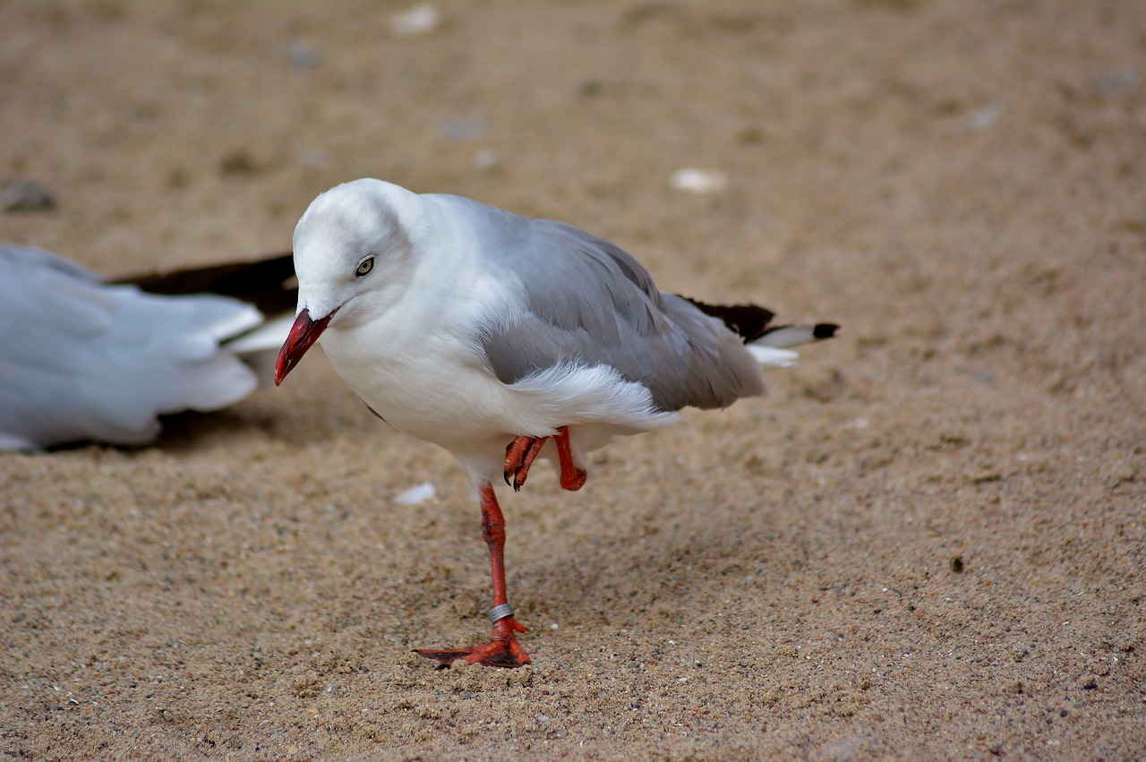 bird park marlow  nature free pictures free photo