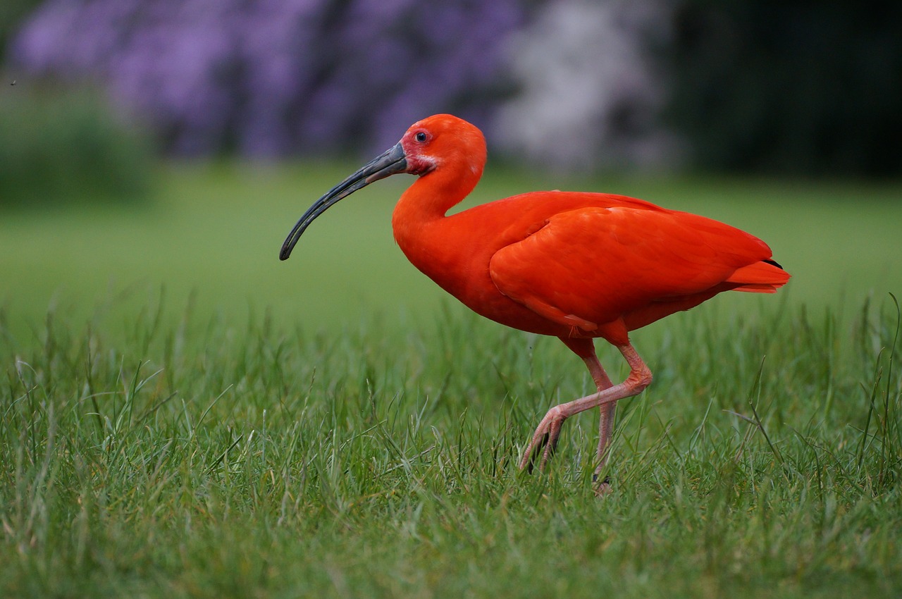 bird park walsrode red ibis bird free photo