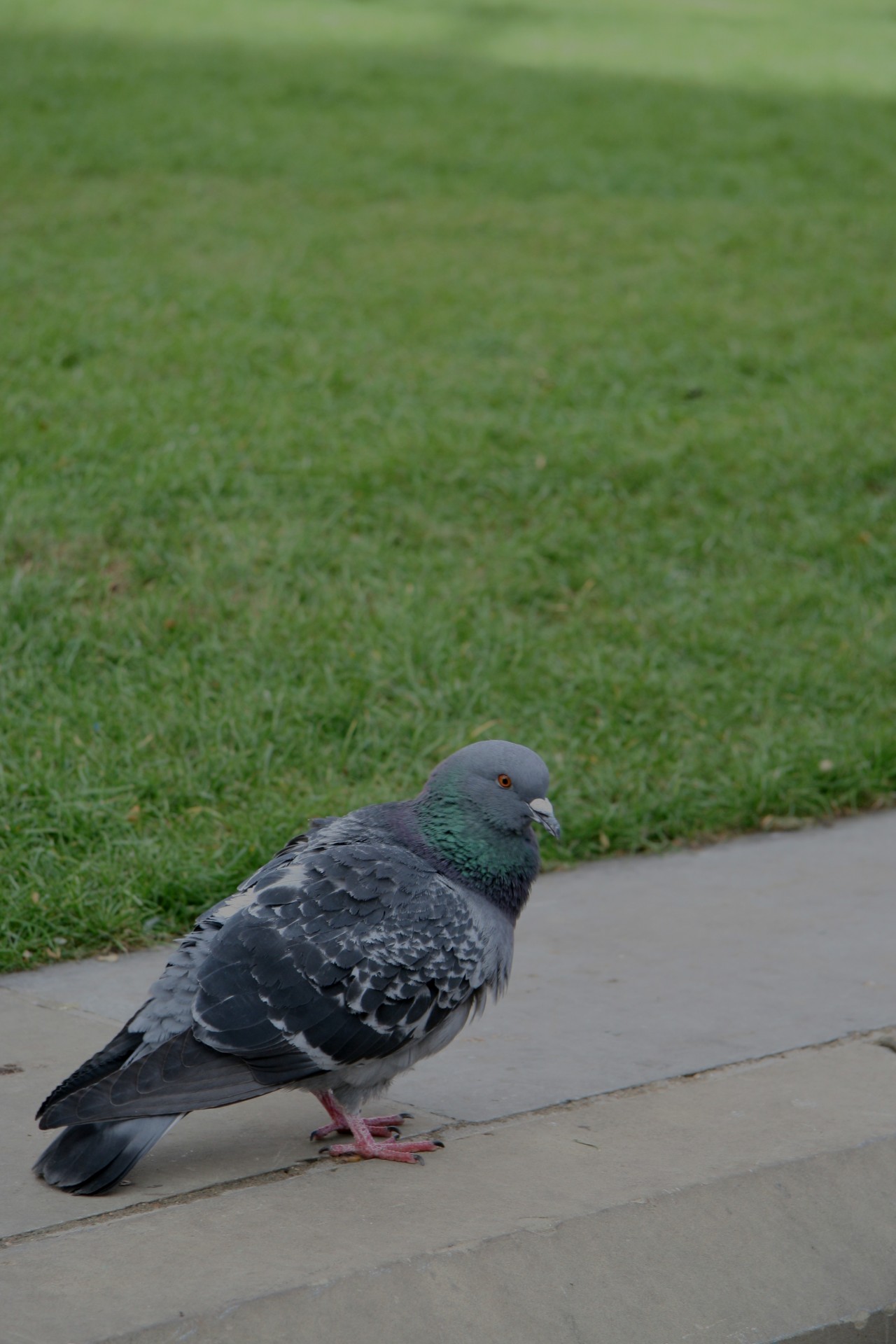 bird pigeon bird pigeon free photo